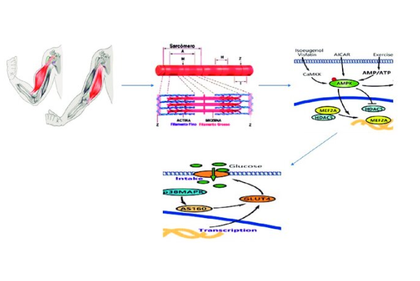 Exercício físico e a via AMPK no diabetes tipo 2: o que a ciência já sabe